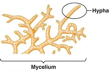 Deuteromycetes are called as ‘imperfect fungi’ asA) They have no cell wallB) They have no ...