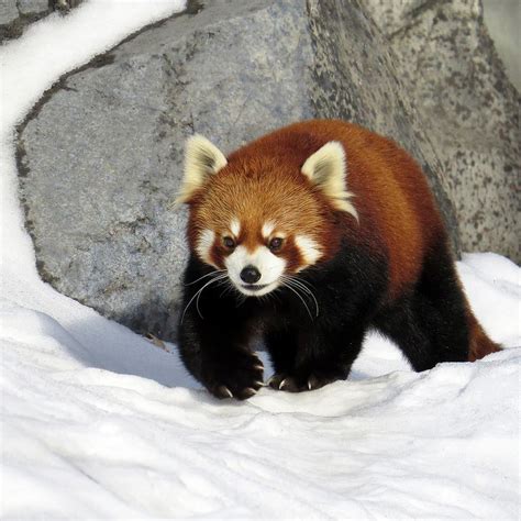 Playful | Red panda, Panda in snow, Panda