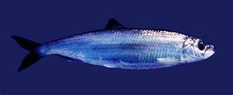 Atlantic herring - Alchetron, The Free Social Encyclopedia