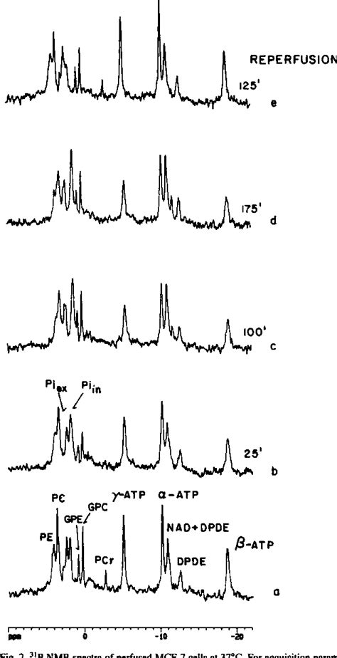 Figure 2 from Mechanism of action of the antineoplastic drug lonidamine: 31P and 13C nuclear ...