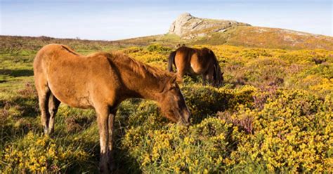 PHOTO GALLERY: Dartmoor National Park