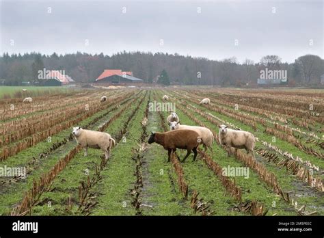 Sheep farming farming hi-res stock photography and images - Alamy