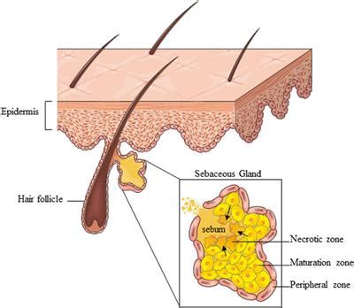 Frontiers | Insulin and the sebaceous gland function