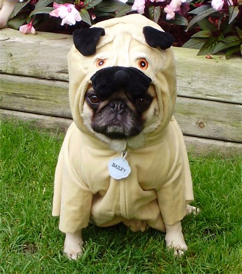 Pug Costume - funny pugs Photo (33497960) - Fanpop