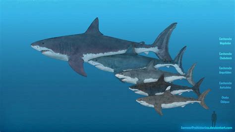 Evolution of Megalodon by SameerPrehistorica on DeviantArt