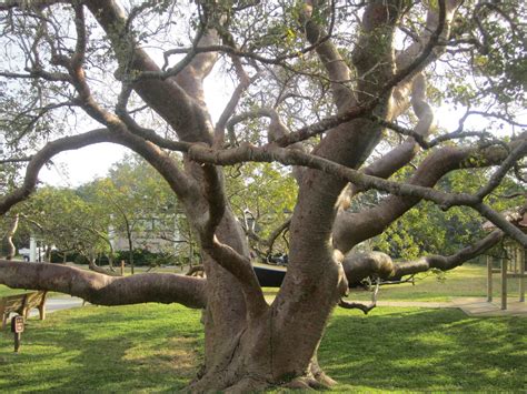 Sailing Down The Road: The Gumbo Limbo Tree