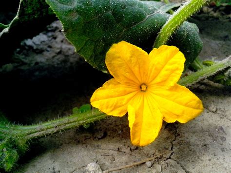 Free picture: cucumber, flower