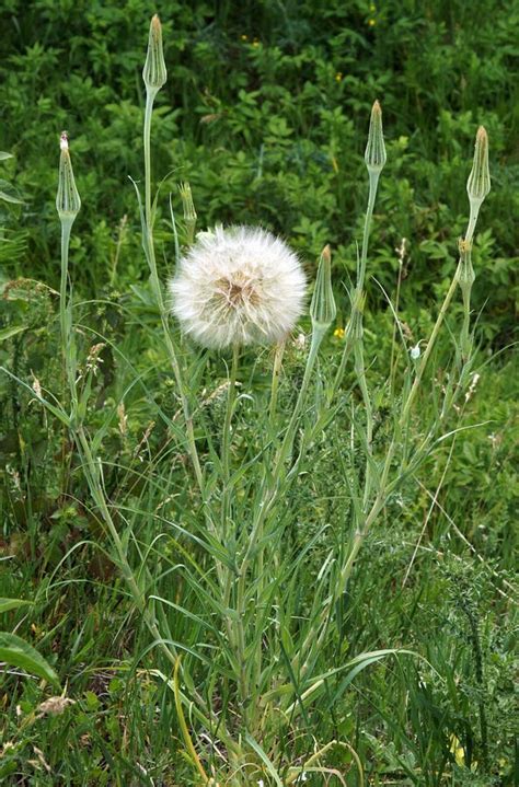 Seed Head of the Yellow Goats Beard Stock Photo - Image of floral ...