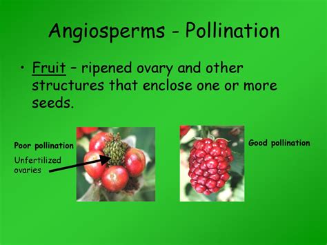 Plants. - ppt download