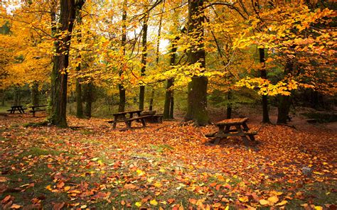 Parques en Otoño - Fondos de Pantalla HD - Wallpapers HD