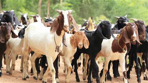 Officials with Point Reyes National Seashore to try to control invasive species with goats ...