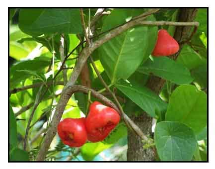 Makopa / Syzygium malaccense / MALAY APPLE, TERSANA ROSE APPLE / Hong ...