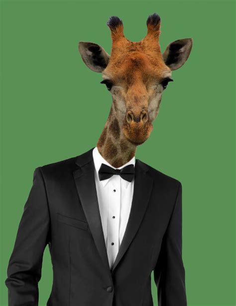 Animals in Tuxedos