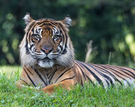 Endangered Sumatran Tiger | Smithsonian Photo Contest | Smithsonian ...