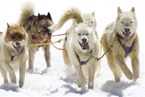 Dog Sledding | Doggies.com Dog Blog