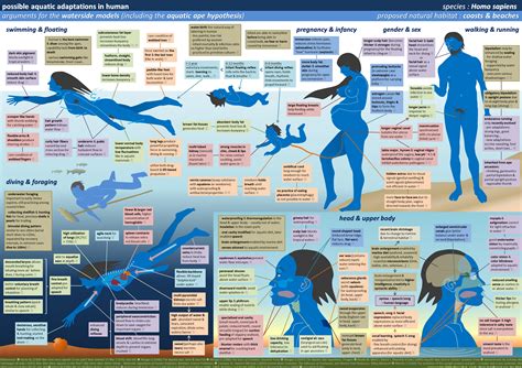 Possible Aquatic Adaptations in Human | Visual.ly | Adaptations, Aquatic, Human evolution