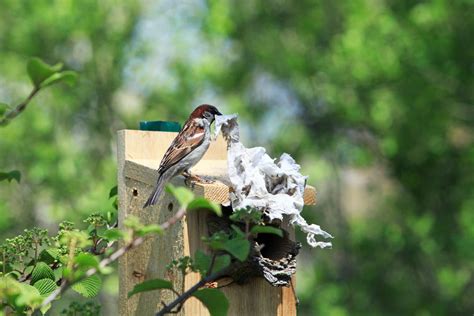 Sparrow ~ Wild Life