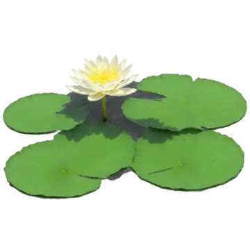 A Beautiful Water Lily, Lily, Lilies, Lily Flower PNG Transparent Image and Clipart for Free ...