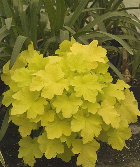 The 7 best coral bells for your garden