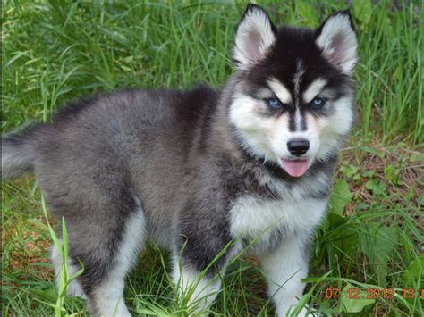 Snow Wooly Husky - Puppies For Sale