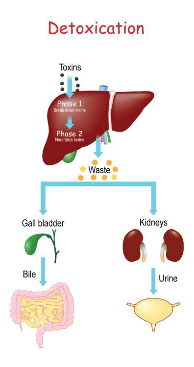 Healthy Methylation Is The Key To Staying Well | Liver Doctor