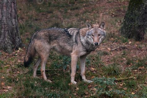 gray wolf in the forest 18903631 Stock Photo at Vecteezy