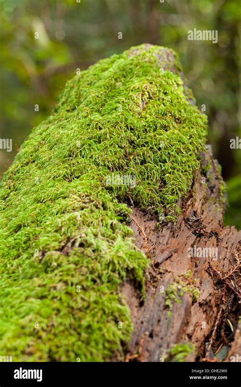 Step moss hi-res stock photography and images - Alamy