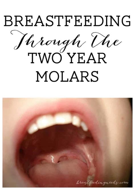 Breastfeeding Through the Two Year Molars - Breastfeeding Needs