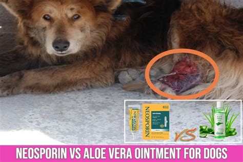 Neosporin vs Aloe Vera For Burns In Dogs: Canine Burn Care