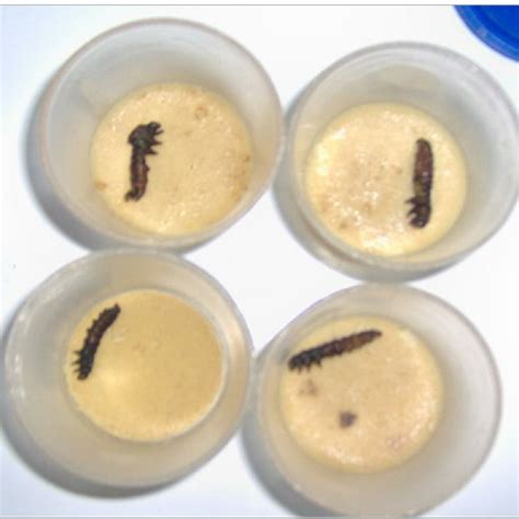 (PDF) Life-cycle Parameters of African bollworm, Helicoverpa armigera ...