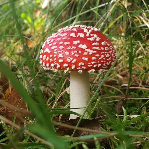 Id request please. I think Wavy caps? Psilocybe cyanescens? - Mushroom Hunting and ...