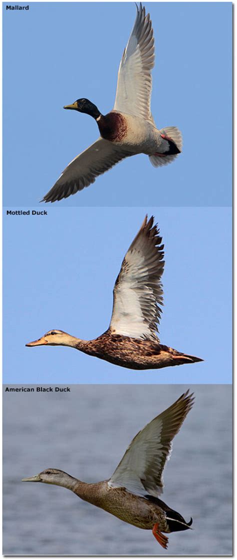 Mallard vs Black Duck vs Mottled Duck - Know The Differences