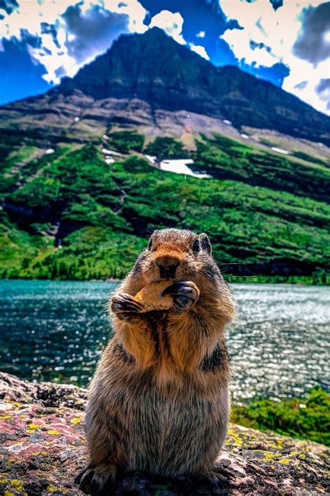 Pin by Nancy Worden Geisel on Animalia | Glacier national park wildlife ...