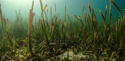 Seagrass is a marine powerhouse, so why isn't it on the world's ...