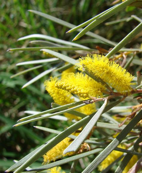 Mulga acacia (acacia aneura) are dense-timbered trees native to arid outback Australia. The ...