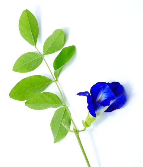 Double Aparajita Flower 'Blue' | Flowers, Hd flower wallpaper, Flowers photography