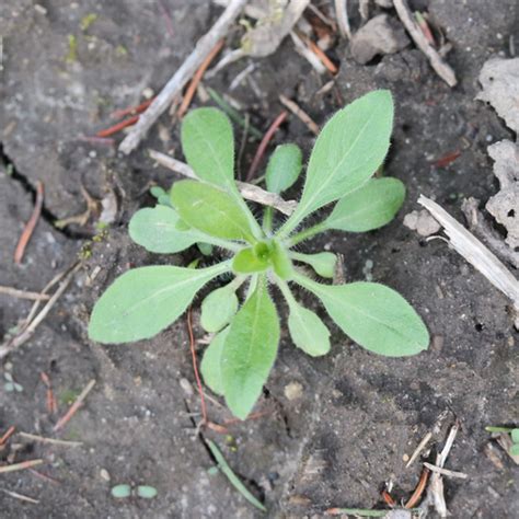 Canada fleabane in Corn | Syngenta Canada