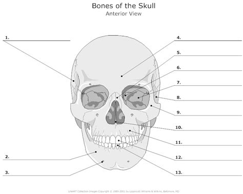 Printable Anatomy Skull Bones Blank Diagram | My XXX Hot Girl