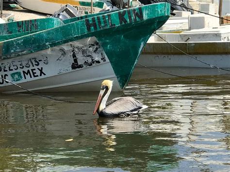 Ria Celestun Biosphere Reserve - 2020 All You Need to Know BEFORE You Go (with Photos) - Tripadvisor