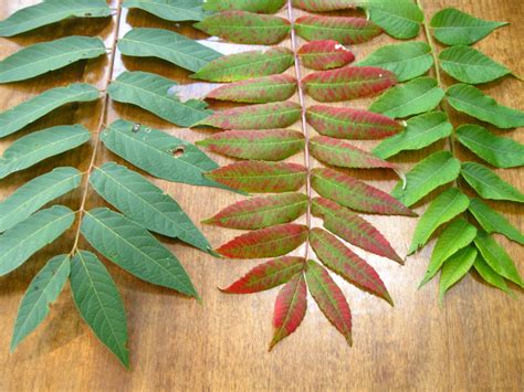 Sumac, Smooth- NEW in 2019! - Wildfoods 4 Wildlife