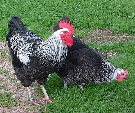 About Sussex Chickens: Inquisitive and Hardy Birds