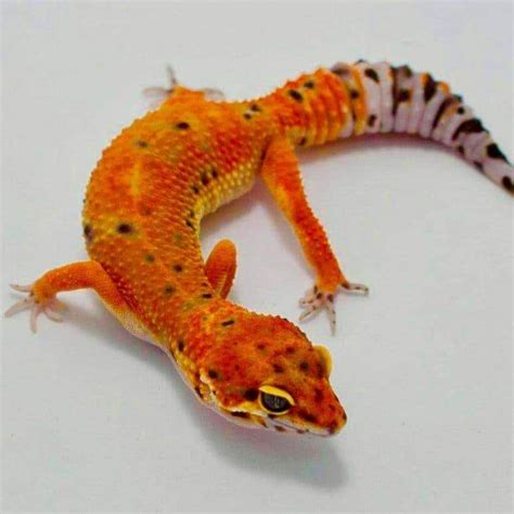 Leopard gecko for sale | buy baby leopard gecko morphs for sale