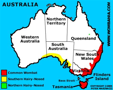 Wombat - Australia's Physical Features