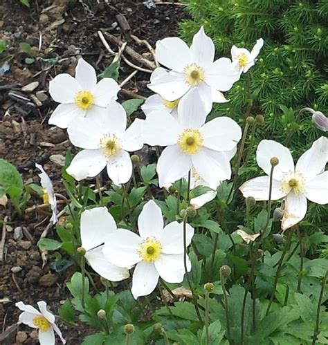 Anemone sylvestris | Farmyard Nurseries