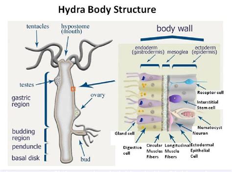 Diagram Of A Hydra Cell