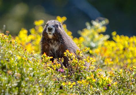 Endangered Vancouver Island marmots are making a comeback | National ...