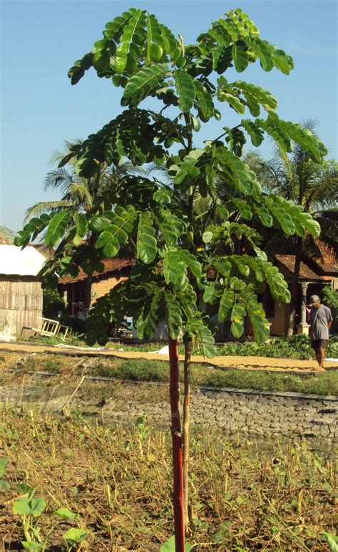 Wahyuti Journal: KURANGI PEMANASAN GLOBAL DENGAN POHON TREMBESI