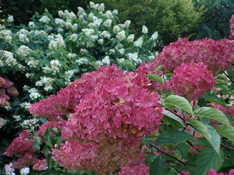 How to Grow and Care for Strawberry Sundae Hydrangea