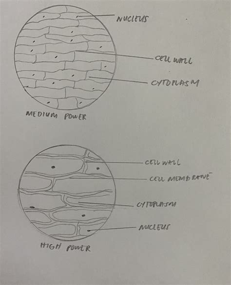 Labelled Diagram Of Onion Cell