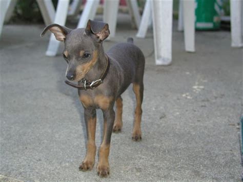 Miniature Pinscher Info, Temperament, Puppies, Pictures